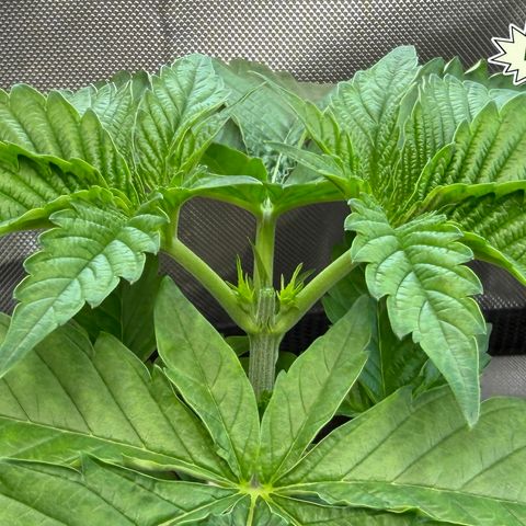 Foto del growlog de T-PM: Day 23