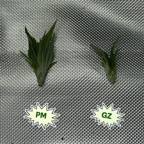 Foto del growlog de T-PM: Day 23