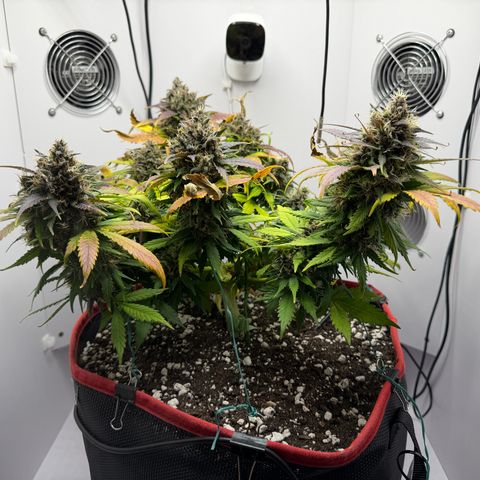 Growlog-Foto von A-BPPR3: Day 62