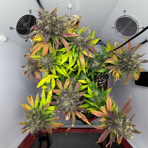Growlog-Foto von A-BPPR3: Day 62