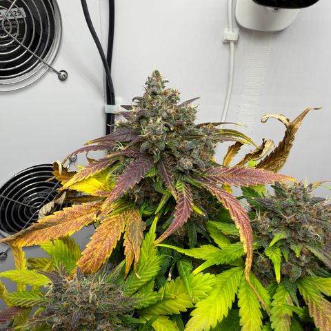 Growlog-Foto von A-BPPR3: Day 62