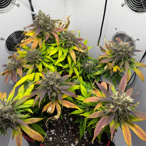 Growlog-Foto von A-BPPR3: Day 62