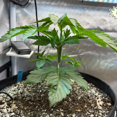 Foto del growlog de T-PM: Day 24