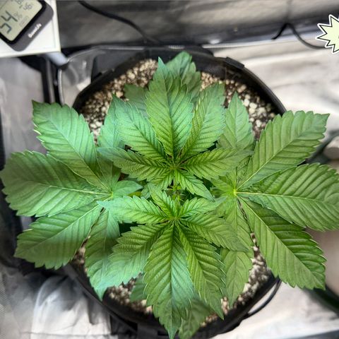 Foto del growlog de T-PM: Day 24