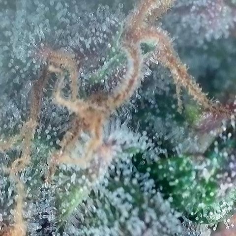 Growlog-Foto von A-BPPR3: Day 67