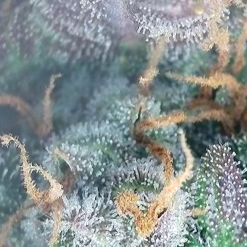 Growlog-Foto von A-BPPR3: Day 67