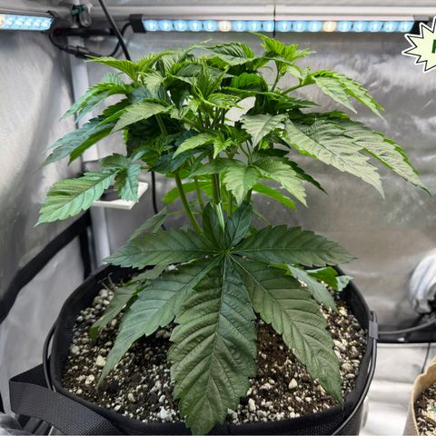 Foto del growlog de T-PM: Day 29