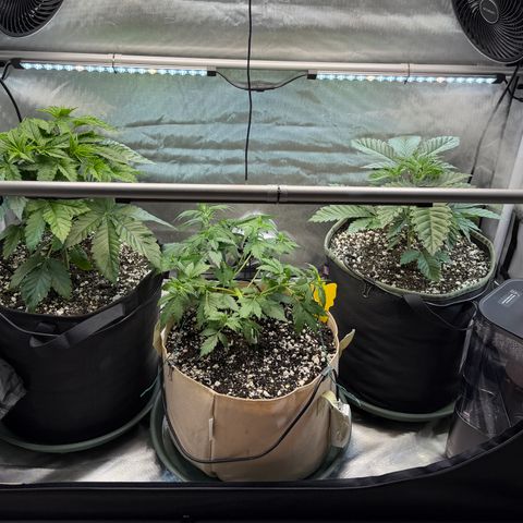 Foto del growlog de T-PM: Day 29