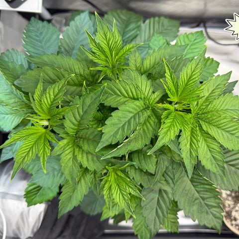 Foto del growlog de T-PM: Day 29