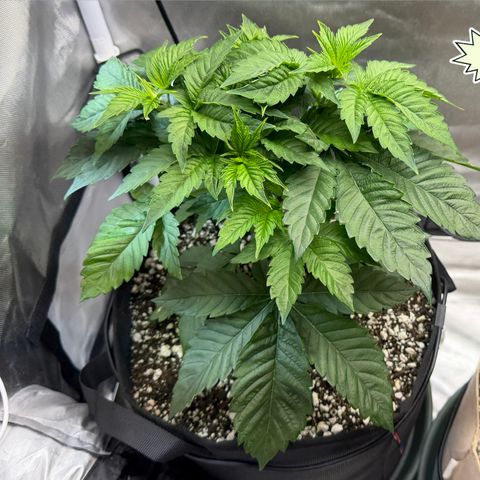 Foto del growlog de T-PM: Day 29