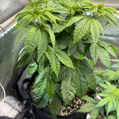 Foto del growlog de T-PM: Day 34