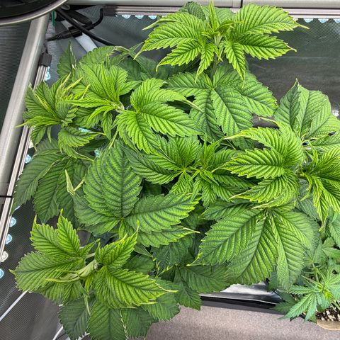 Foto del growlog de T-PM: Day 34