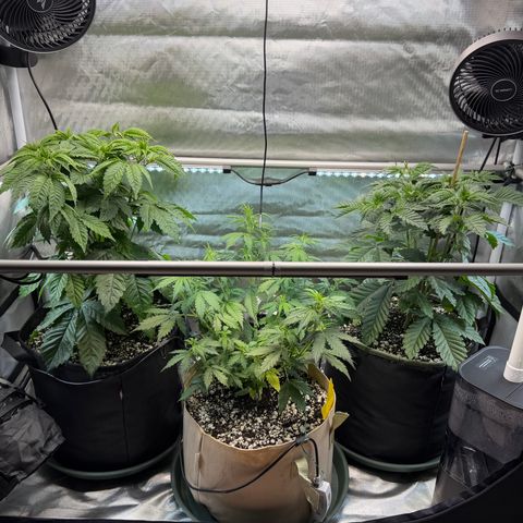 Foto del growlog de T-PM: Day 34, PM on the left, GZ on the right, GC in the middle