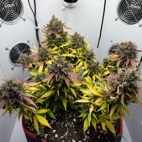 Growlog-Foto von A-BPPR3: Day 73