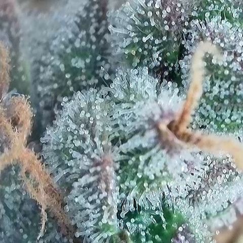 Growlog-Foto von A-BPPR3: Day 71