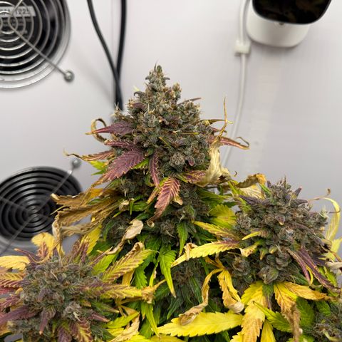 Growlog-Foto von A-BPPR3: Day 71