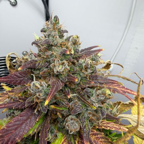 Growlog-Foto von A-BPPR3: Day 71