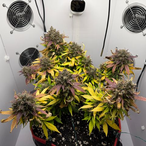 Growlog-Foto von A-BPPR3: Day 71