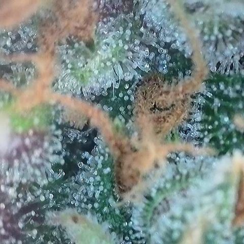 Growlog-Foto von A-BPPR3: Day 71