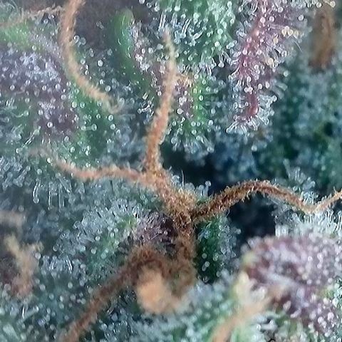 Growlog-Foto von A-BPPR3: Day 71
