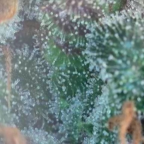 Growlog-Foto von A-BPPR3: Day 71