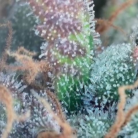 Growlog-Foto von A-BPPR3: Day 74