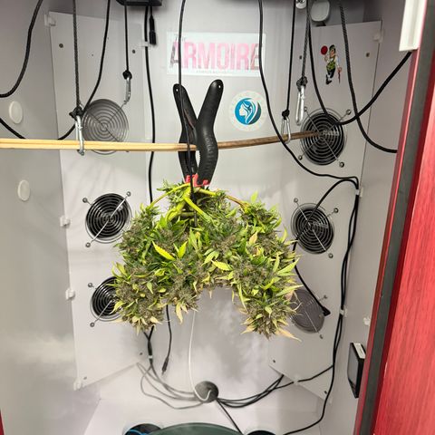 Growlog-Foto von A-BPPR3: Day 74