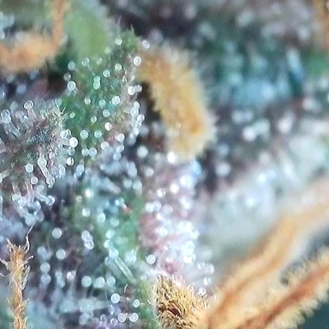 Growlog-Foto von A-BPPR3: Day 74
