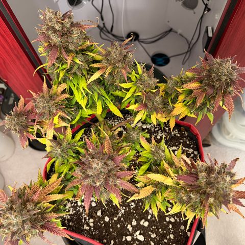Growlog-Foto von A-BPPR3: Day 74