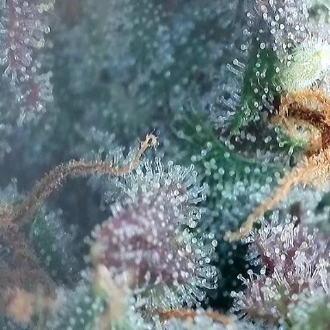Growlog-Foto von A-BPPR3: Day 74