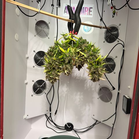 Growlog-Foto von A-BPPR3: Day 74