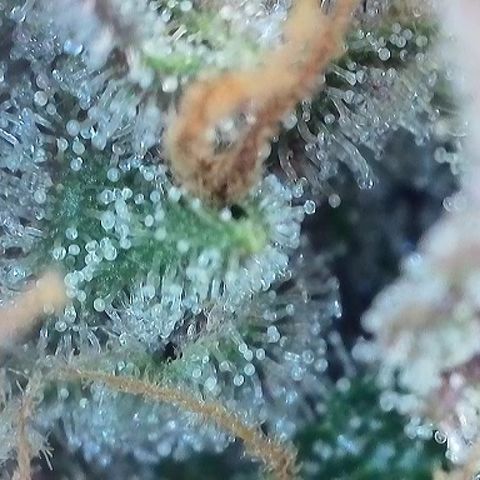 Growlog-Foto von A-BPPR3: Day 74