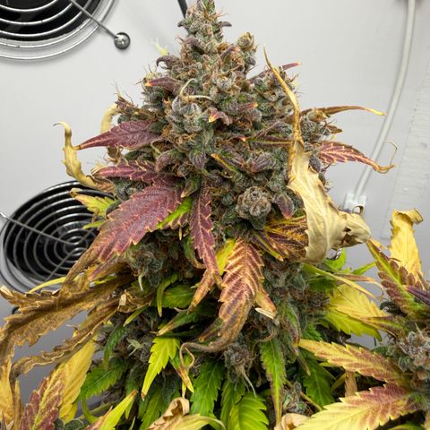 Growlog-Foto von A-BPPR3: Day 74