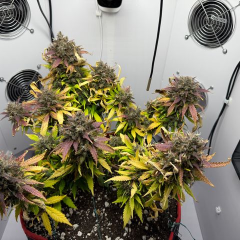 Growlog-Foto von A-BPPR3: Day 74