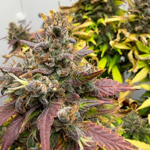 Growlog-Foto von A-BPPR3: Day 74