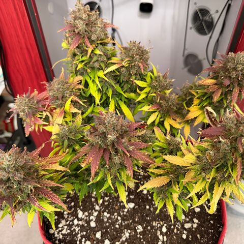 Growlog-Foto von A-BPPR3: Day 74