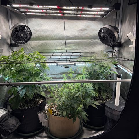 Foto del growlog de T-PM: Day 37