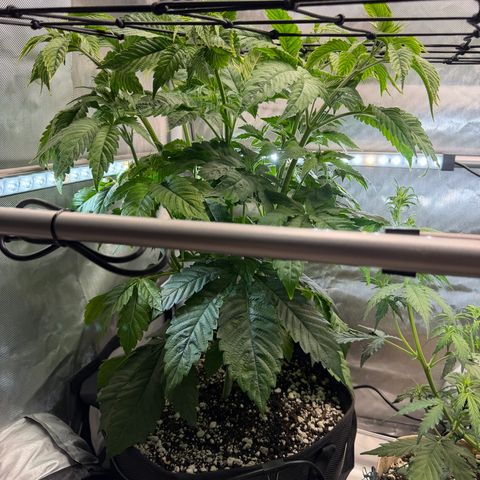 Foto del growlog de T-PM: Day 37