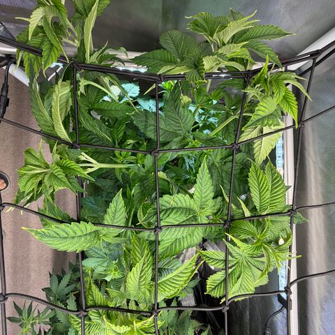 Foto del growlog de T-PM: Day 37
