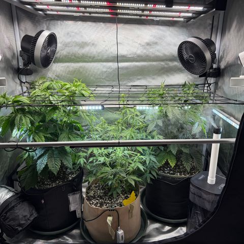 Foto del growlog de T-PM: Day 39