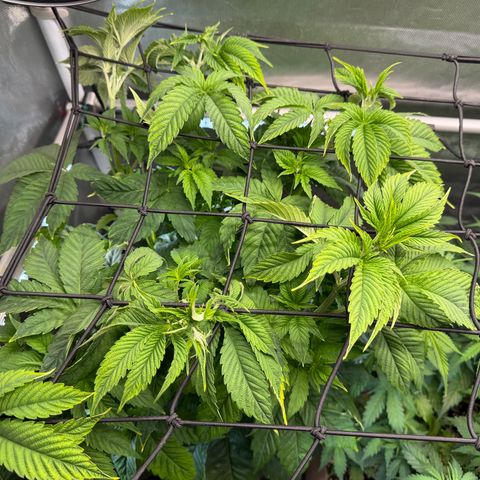 Foto del growlog de T-PM: Day 39