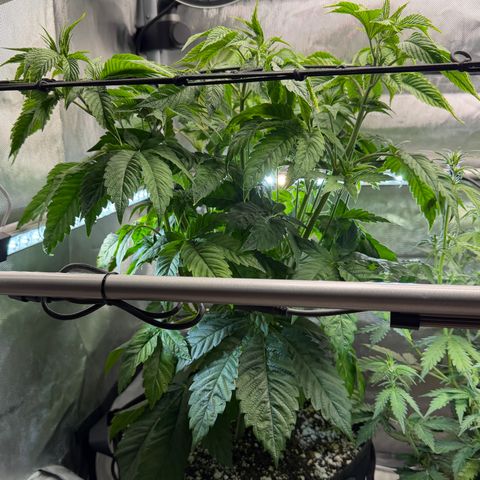 Foto del growlog de T-PM: Day 39