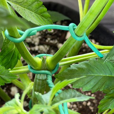 Foto del growlog de T-PM: Day 41