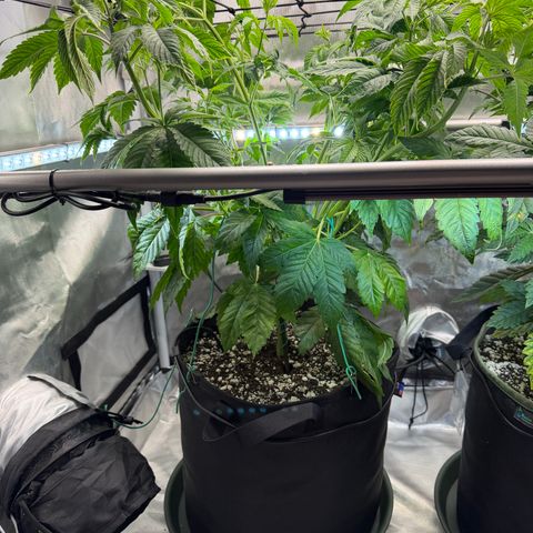 Foto del growlog de T-PM: Day 41