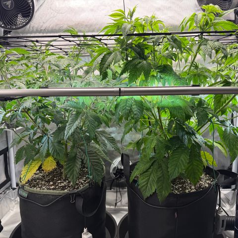 Foto del growlog de T-PM: Day 44