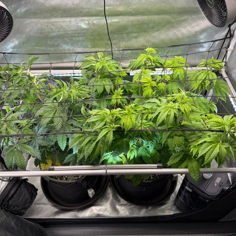 Foto del growlog de T-PM: Day 44
