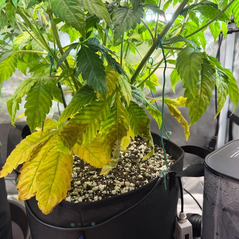 Foto del growlog de T-PM: Day 48