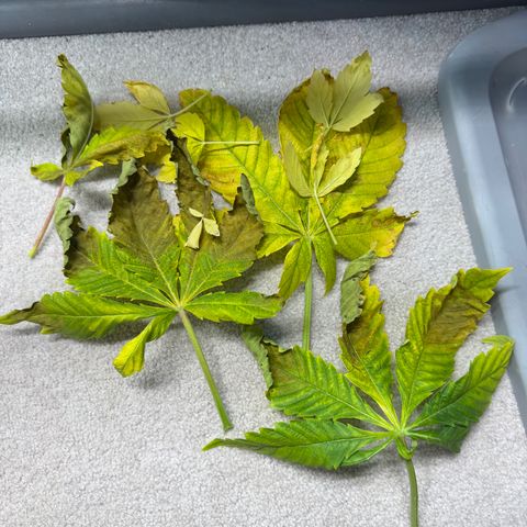 Foto del growlog de T-PM: Day 48