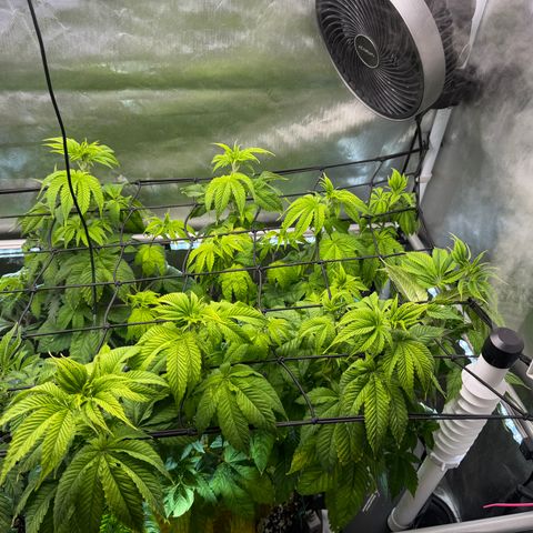 Foto del growlog de T-PM: Day 48