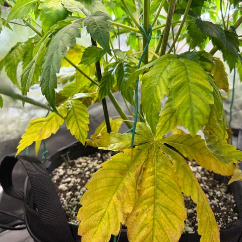 Foto del growlog de T-PM: Day 48